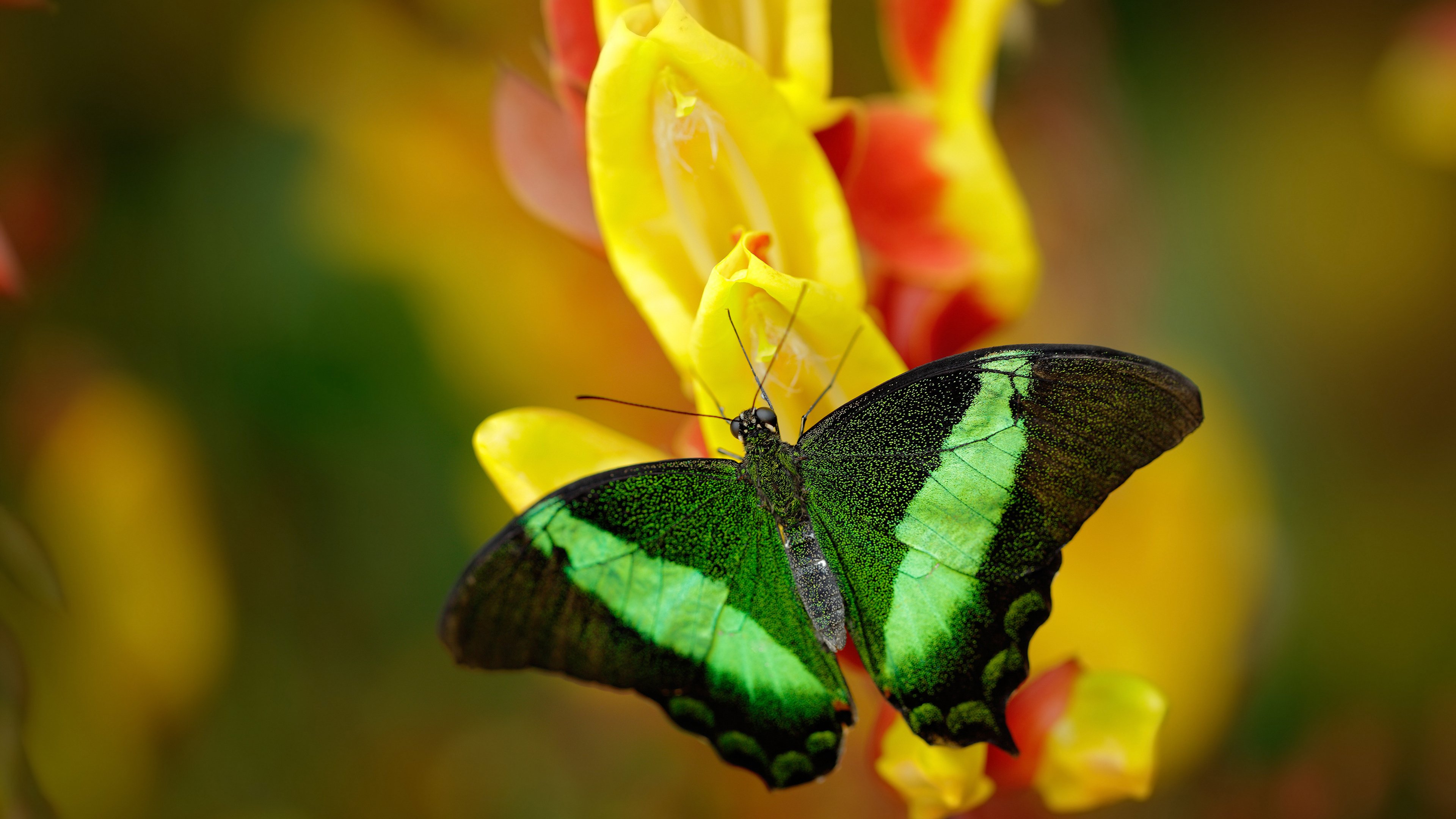 爱游戏-PSG强大实力,海湾者能否逆袭?,海湾官方网站