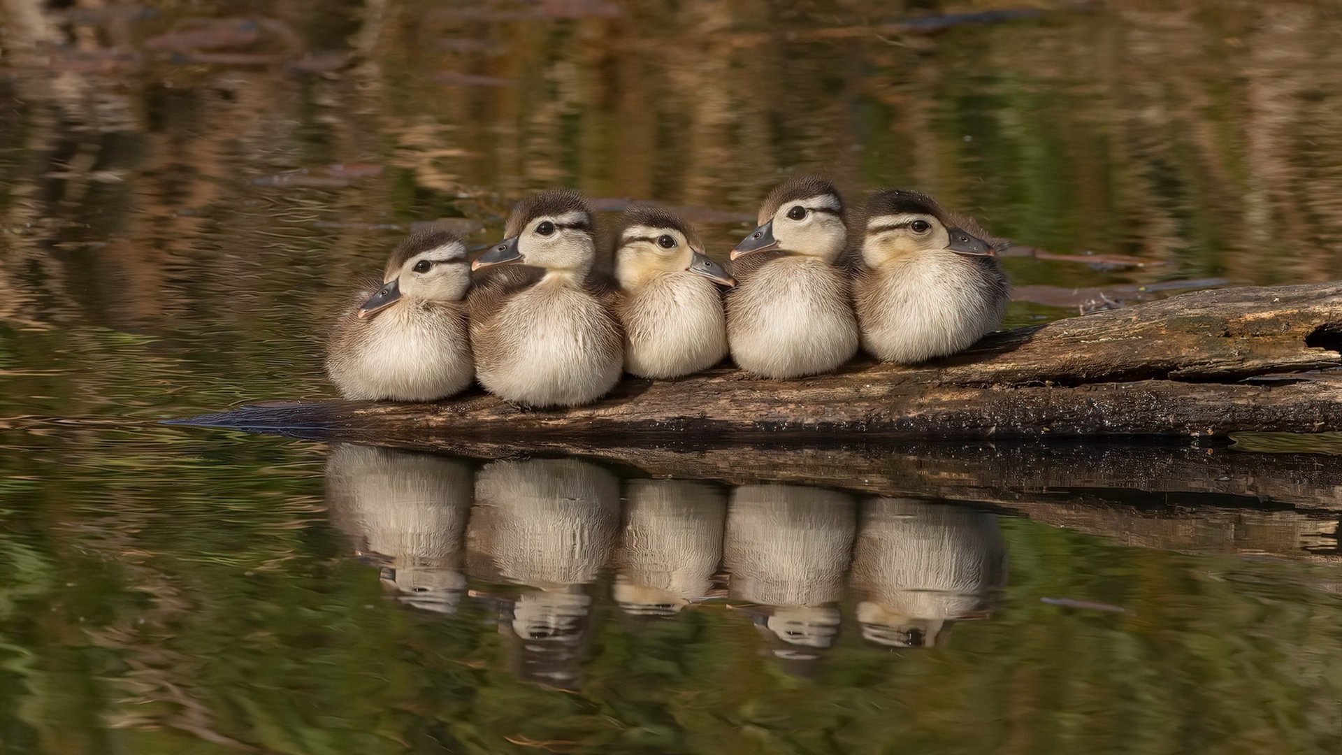 爱游戏-五大联赛中途换帅成功率是否存在周期性,五大联赛人员变动
