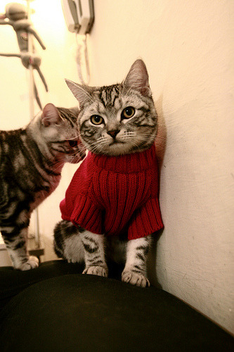 爱游戏入口-体测标准落地推动学校体育常态化，学校体质测试实施方案