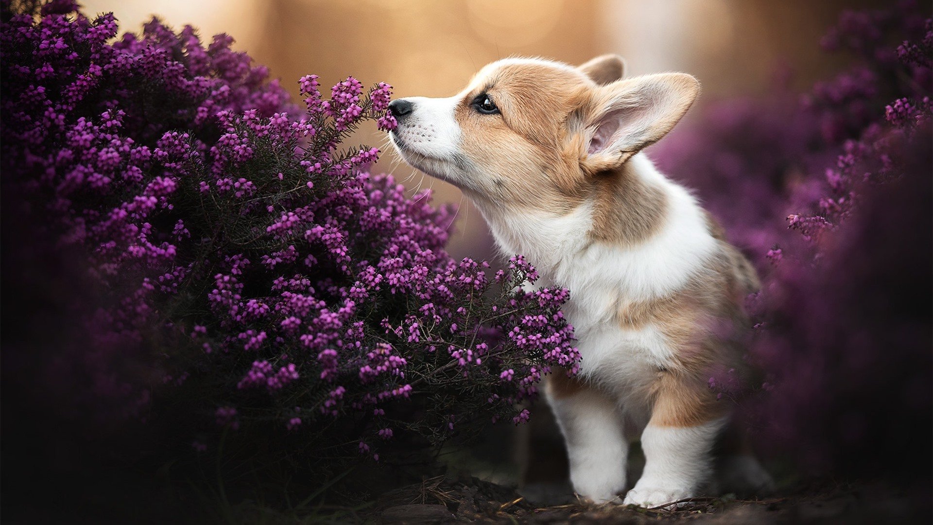 爱游戏ayx-国际乒乓赛事逐步恢复，球迷热情回归，国际乒乓球比赛结果