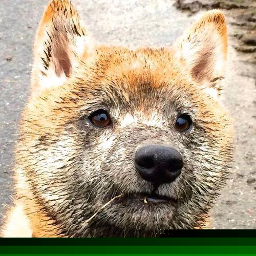 爱游戏app注册-东京马拉松组委会公布起跑时间及补给安排,东京马拉松2020时间