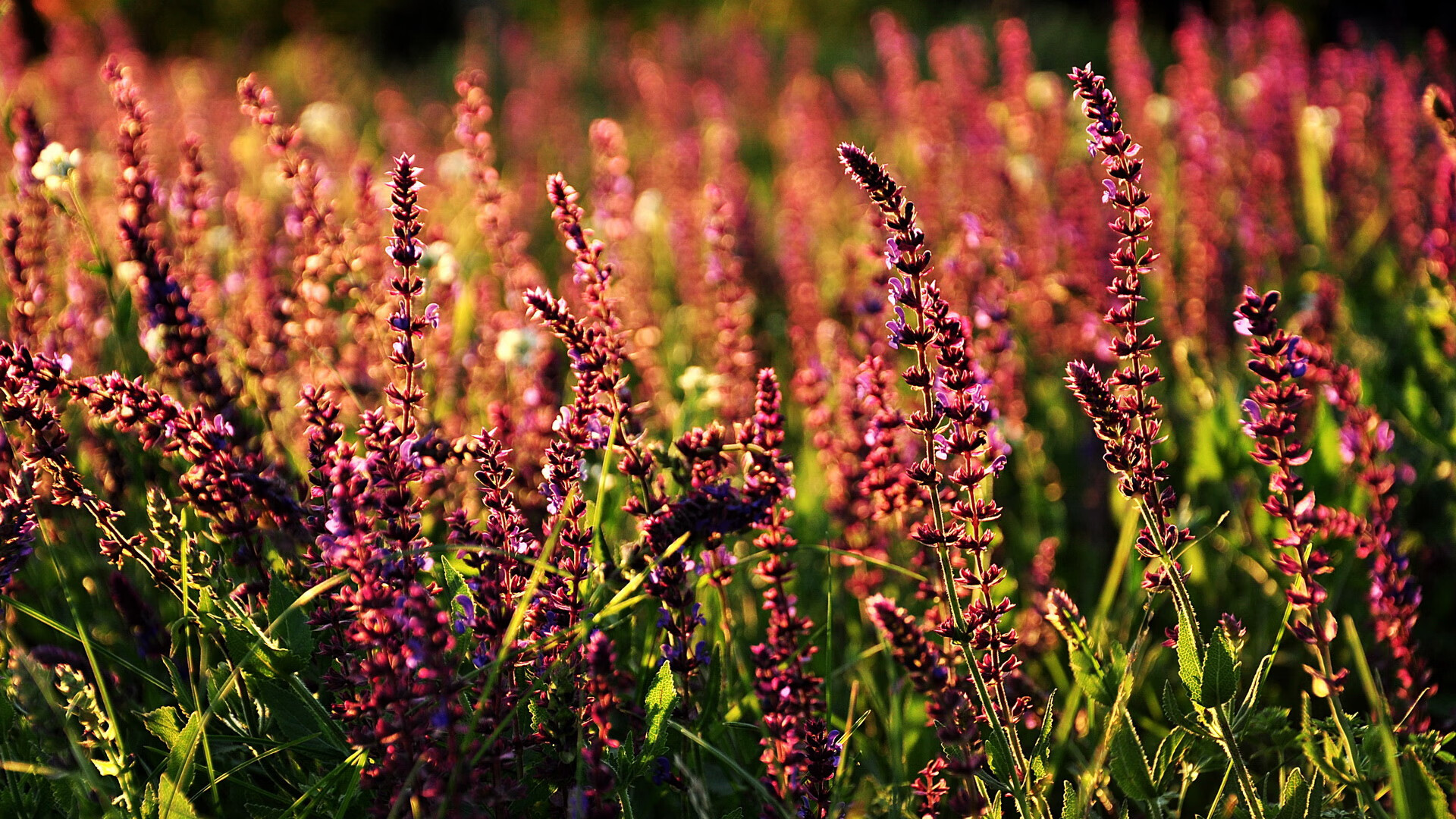 爱游戏app活动-国家体育总局通报青少年专项训练数据比对系统上线情况,全国青少年体能标准