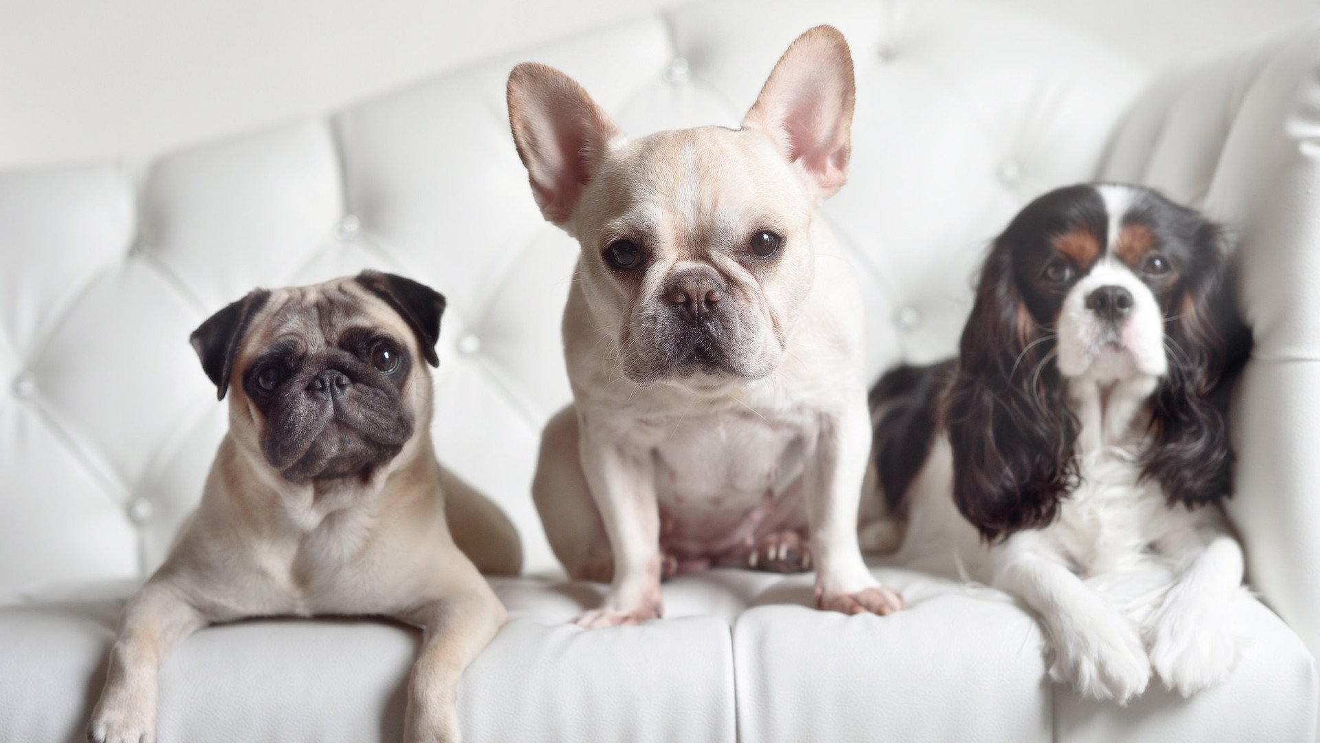 爱游戏-张雨霏蝶泳步伐精准有力,张雨霏蝶泳训练